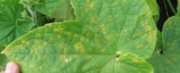 15 Natural Ways to Get Rid of Downy Mildew on Plants
