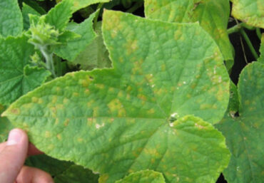 15 Natural Ways to Get Rid of Downy Mildew on Plants