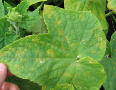15 Natural Ways to Get Rid of Downy Mildew on Plants