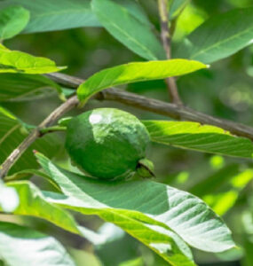 Guava Leaf Tea for Fertility: Can It Help You Conceive?
