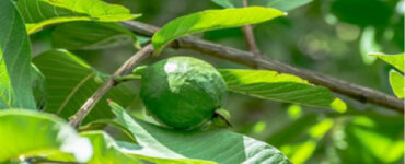 Guava Leaf Tea for Fertility: Can It Help You Conceive?