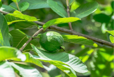 Guava Leaf Tea for Fertility: Can It Help You Conceive?