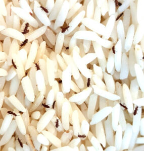 12 Natural Ways to Get Rid of Rice Weevils
