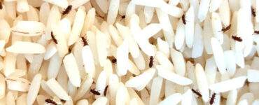12 Natural Ways to Get Rid of Rice Weevils