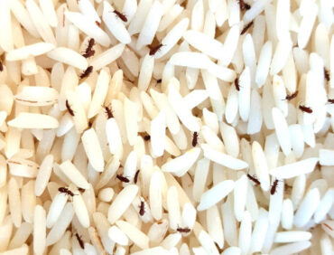 12 Natural Ways to Get Rid of Rice Weevils