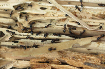 16 Natural Ways to Get Rid of Carpenter Ants