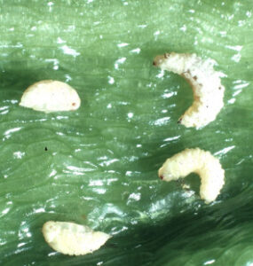 8 Natural Ways to Get Rid of Pepper Weevils