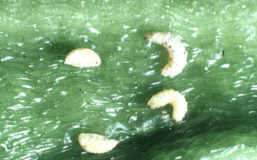 8 Natural Ways to Get Rid of Pepper Weevils