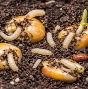 11 Natural Ways to Get Rid of Seed Corn Maggots