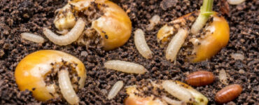 11 Natural Ways to Get Rid of Seed Corn Maggots