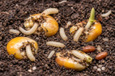 11 Natural Ways to Get Rid of Seed Corn Maggots