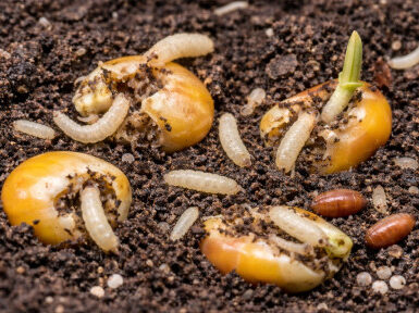 11 Natural Ways to Get Rid of Seed Corn Maggots