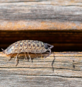 14 Natural Ways to Get Rid of Sow Bugs