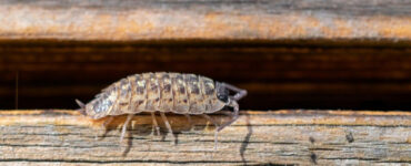 14 Natural Ways to Get Rid of Sow Bugs