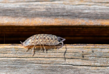 14 Natural Ways to Get Rid of Sow Bugs
