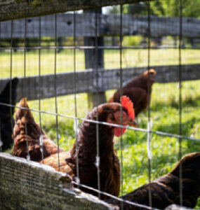 How to Start a Simple Chicken Farm