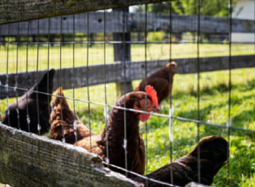 How to Start a Simple Chicken Farm