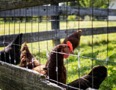 How to Start a Simple Chicken Farm