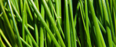Good and Bad Chives Companion Plants