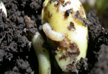 11 Natural Ways to Get Rid of Seed Corn Maggots