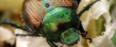 4 Homemade Japanese Beetle Traps