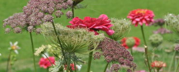 35 Perennials for pollinators