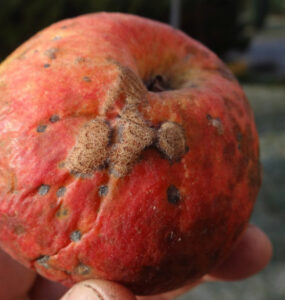8 Natural Ways to Treat and Prevent Apple Scab