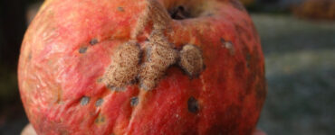 8 Natural Ways to Treat and Prevent Apple Scab