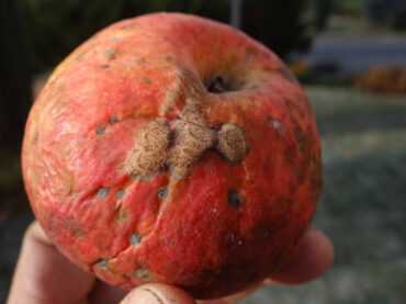 8 Natural Ways to Treat and Prevent Apple Scab
