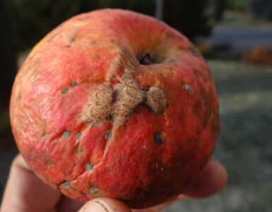 8 Natural Ways to Treat and Prevent Apple Scab