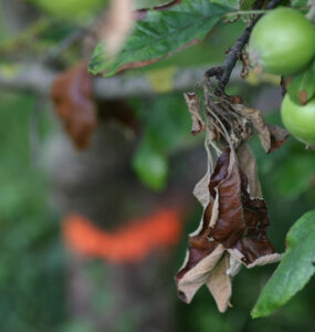 10 Natural Ways to Get Rid of Fire Blight