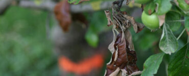 10 Natural Ways to Get Rid of Fire Blight