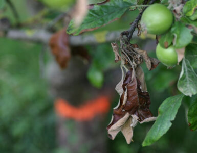 10 Natural Ways to Get Rid of Fire Blight