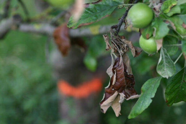 10 Natural Ways to Get Rid of Fire Blight - Dre Campbell Farm