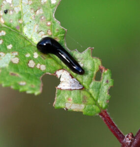 9 Natural Ways to Get Rid of Pear Slugs