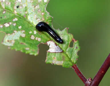 9 Natural Ways to Get Rid of Pear Slugs