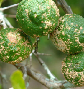 10 Natural Ways to Treat and Control Citrus Scab