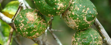 10 Natural Ways to Treat and Control Citrus Scab