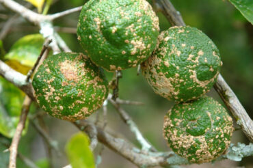 10 Natural Ways to Treat and Control Citrus Scab