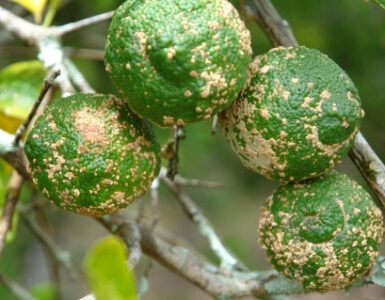 10 Natural Ways to Treat and Control Citrus Scab