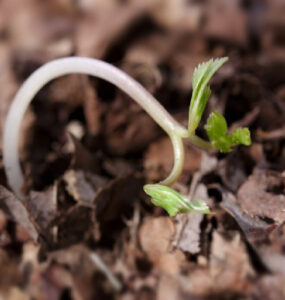 13 Natural Ways to Treat and Control Damping-Off