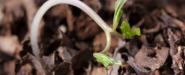 13 Natural Ways to Treat and Control Damping-Off