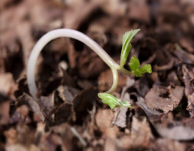 13 Natural Ways to Treat and Control Damping-Off
