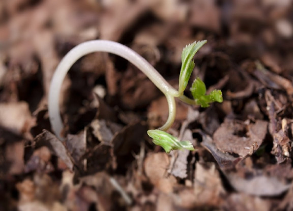 13 Natural Ways to Treat and Control Damping-Off