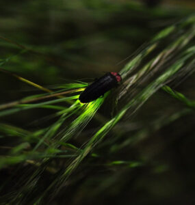 Fireflies: Garden Benefits and How to Attract Them