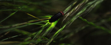 Fireflies: Garden Benefits and How to Attract Them