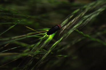 Fireflies: Garden Benefits and How to Attract Them