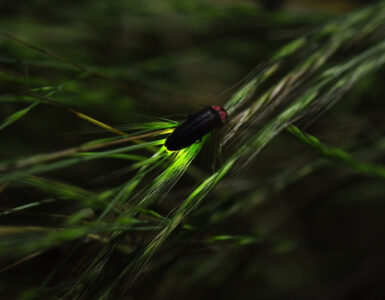 Fireflies: Garden Benefits and How to Attract Them
