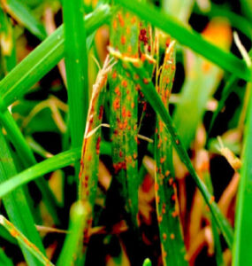 9 Natural Ways to Get Rid of Lawn Rust