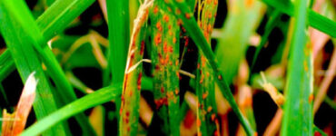9 Natural Ways to Get Rid of Lawn Rust